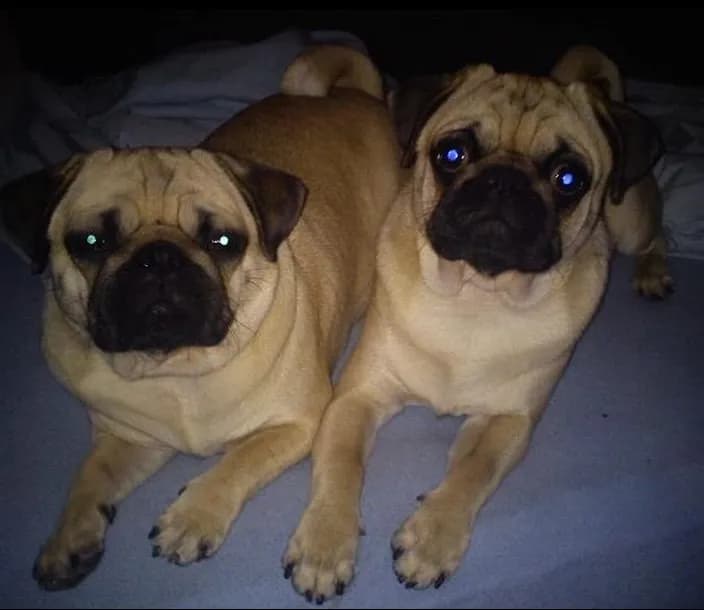 Hej och Välkommen till Mops ifokus!