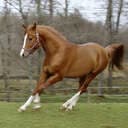 Ilovehorses